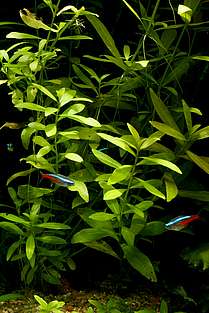 Hygrophila polysperma