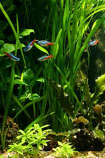 Vallisneria spiralis