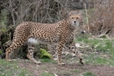 Gepard